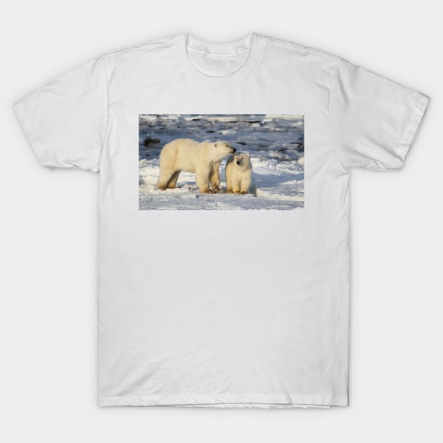 Polar Bear, Mother & Cub, Churchill, Canada T-Shirt by Carole-Anne